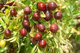 تصویر 4 از فروش عناب تازه بیرجند